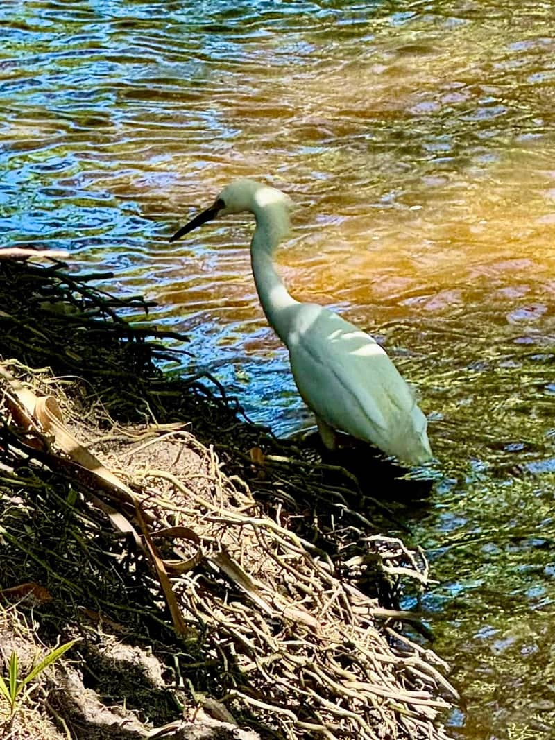 Intracoastal Waterway Wildlife Spot - Image 1