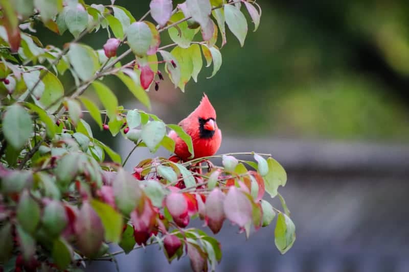 District Heights Birding Spot - Image 1