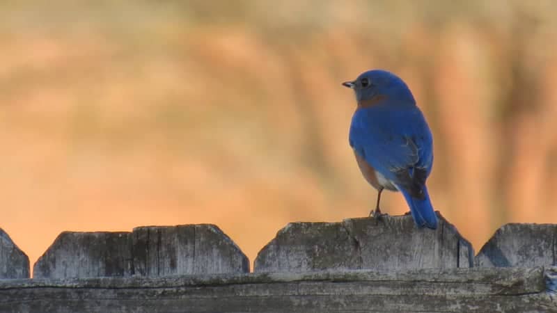 Rock Hill Bluebird Perch - Image 1