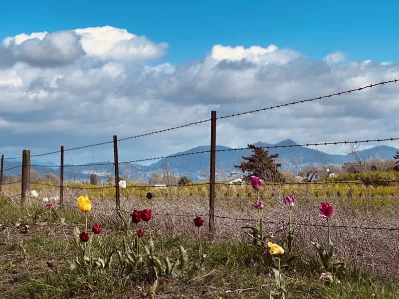 Skagit Valley Tulip Fields - Image 1