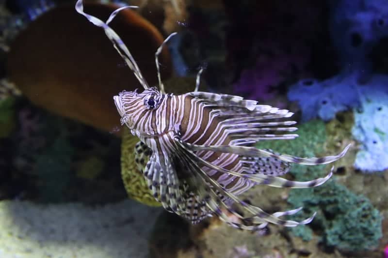 Ripley's Aquarium of the Smokies - Image 1