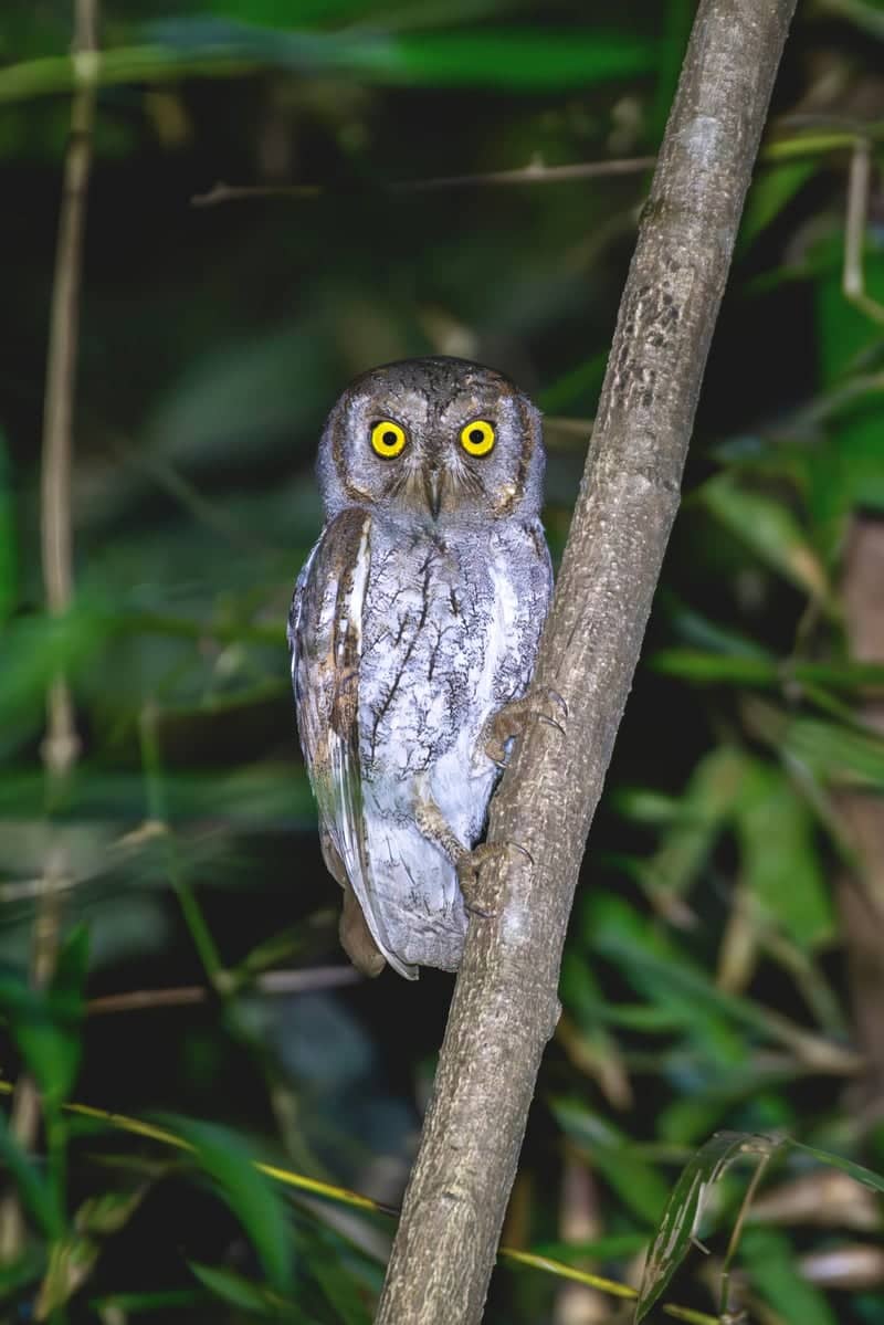 Dharampur Forest Wildlife Spot - Image 1