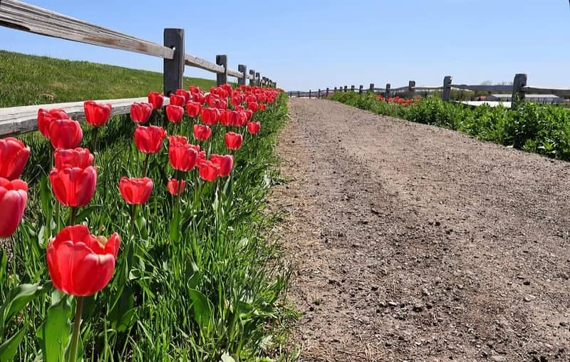 Nelson Produce Farm Tulip Festival - Image 1