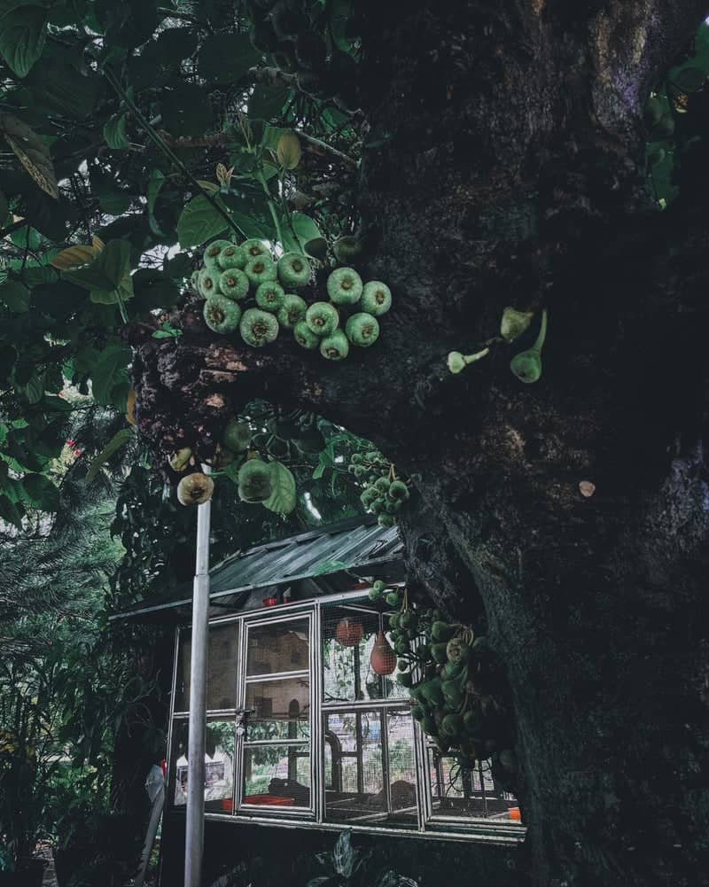 Cluster Fig Tree, Kerala - Image 1