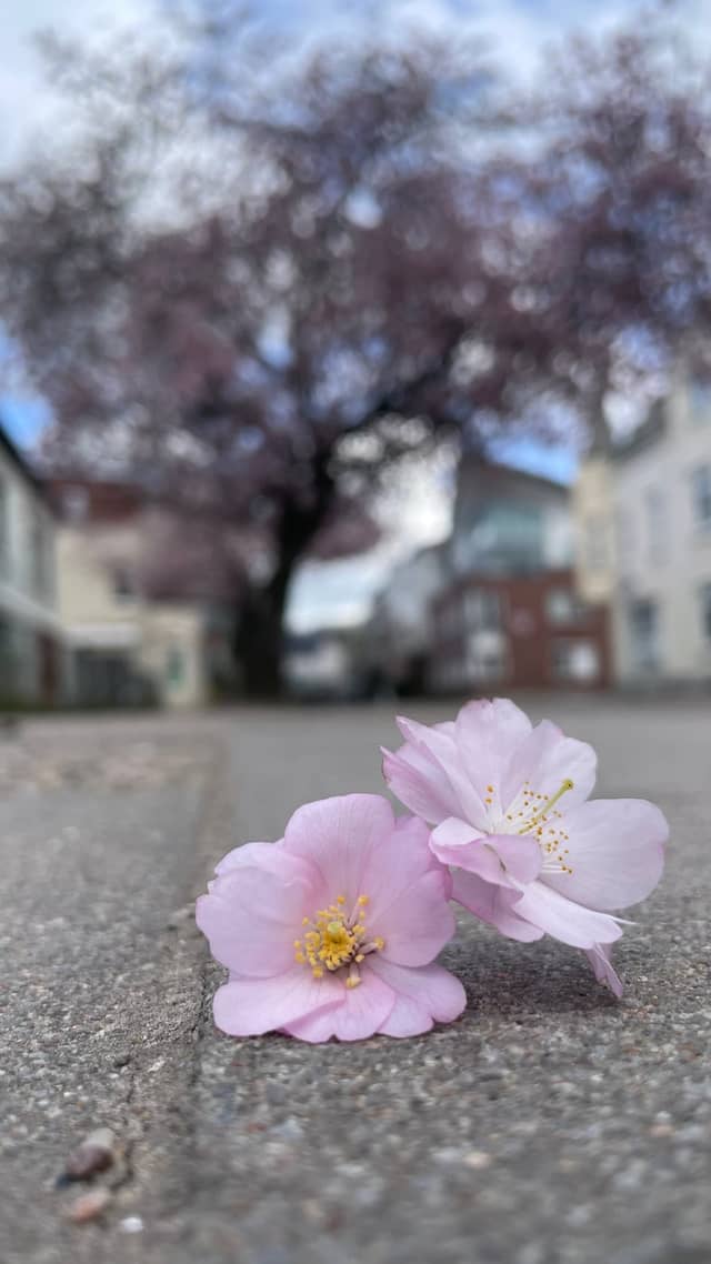 Cherry Blossoms at Buntenskamp - Image 1