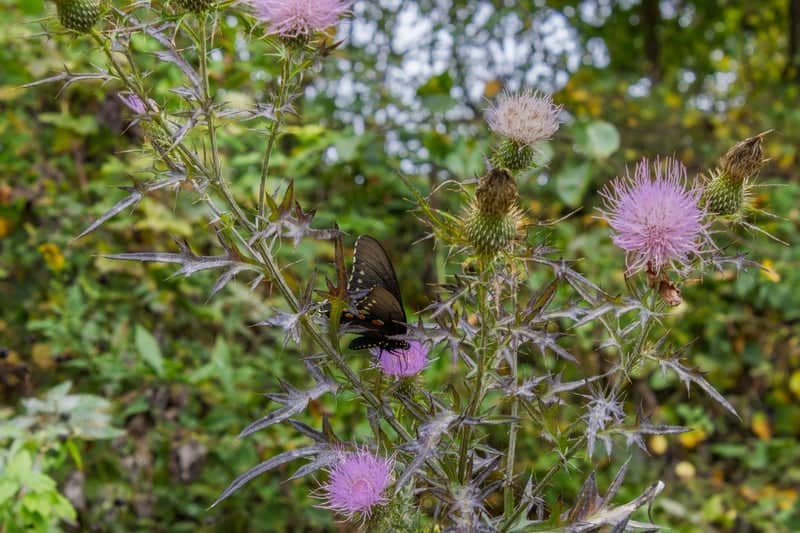 Appalachian Roadside Wildflowers - Image 1
