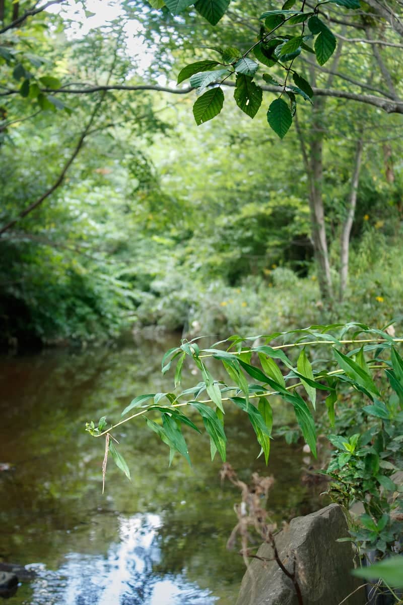 Boone Creek at Appalachian State - Image 1