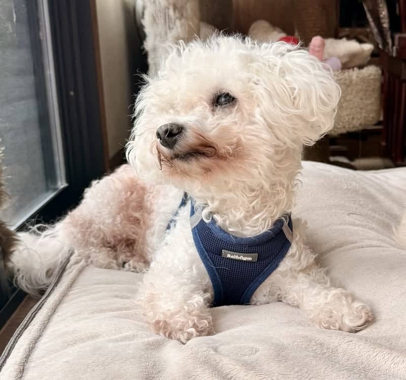 Citrus Heights Pet Portrait Spot - Image 1