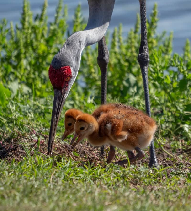 Sweetwater Wetlands Park - Image 1