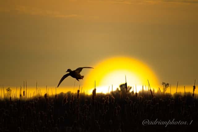 Duck Creek Marshland