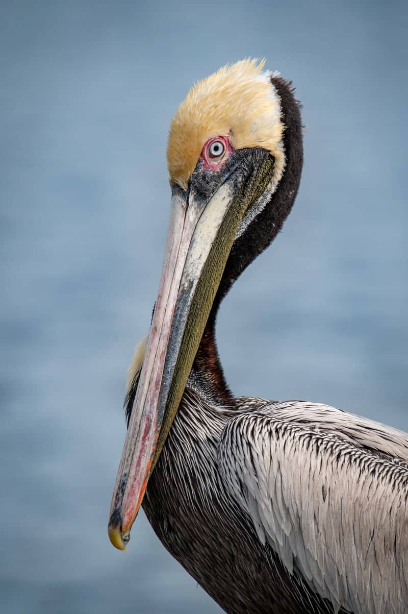 Surf City Ocean Pier - Image 1