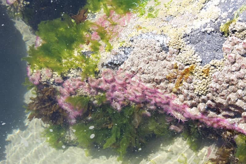 Newport Bayfront Tide Pools - Image 1