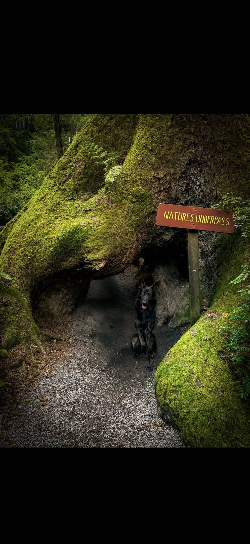 Nature's Underpass, Prairie Creek Redwoods - Image 1