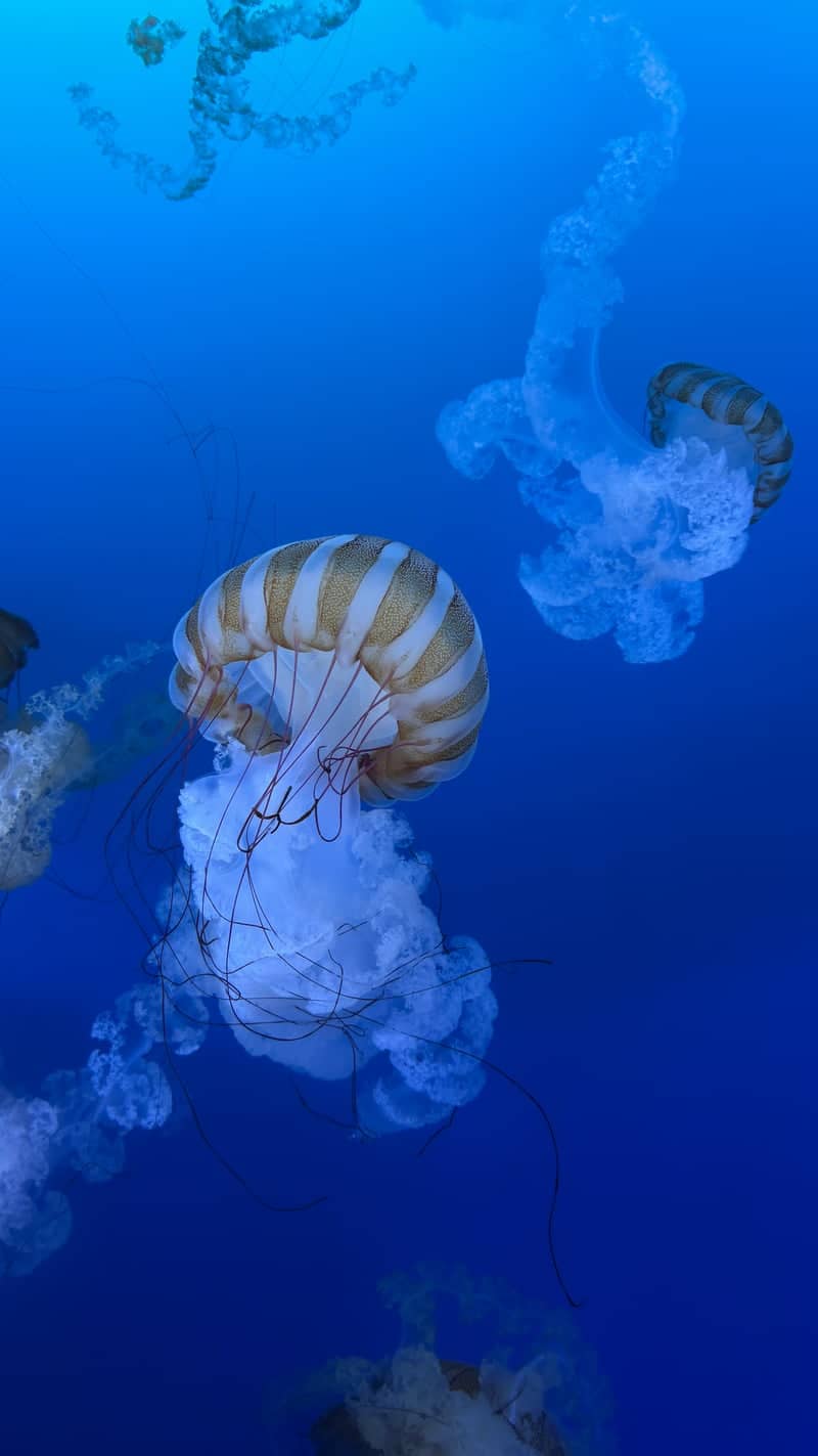 Mote Marine Laboratory & Aquarium at UTC - Image 1