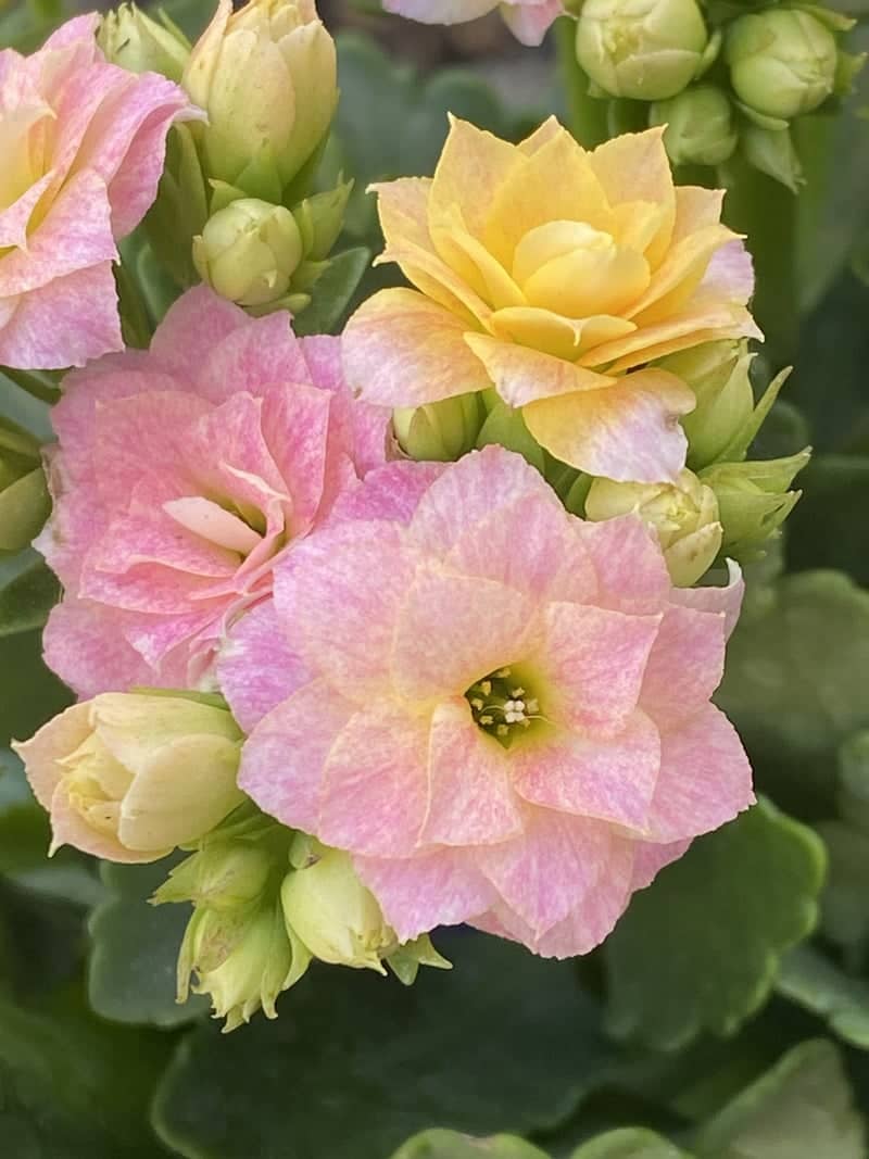 Cherry Avenue Nursery - Image 1