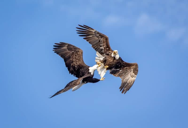 Mississippi River Eagle Watching (Pleasant Valley) - Image 1