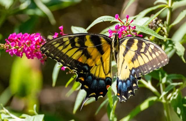 Pilcher Park Nature Center