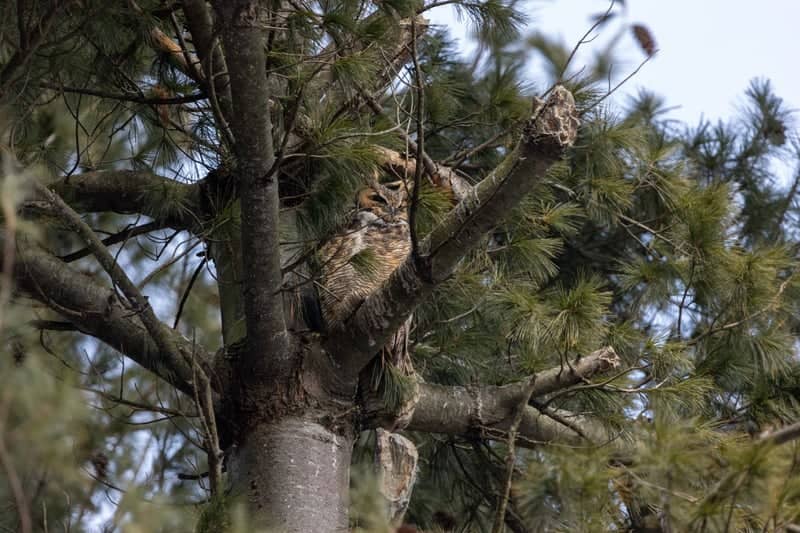 McHenry Pine Woods Wildlife Spot - Image 1