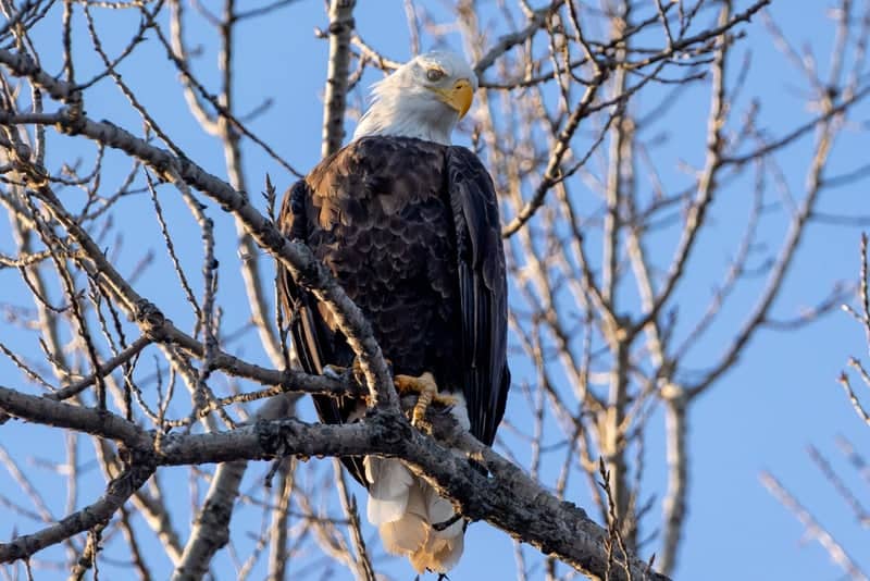 Lock and Dam 14 Eagle Watching - Image 1