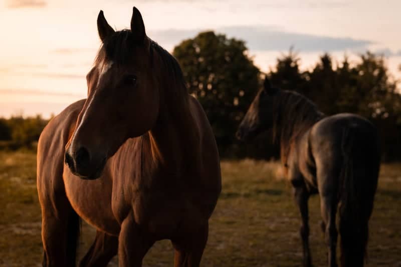 Berea Horse Farm - Image 1