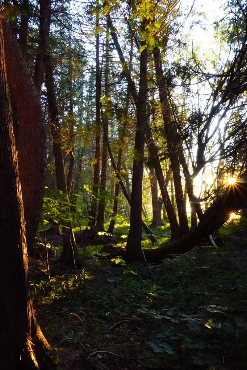 Hiawatha National Forest Woodland - Image 1