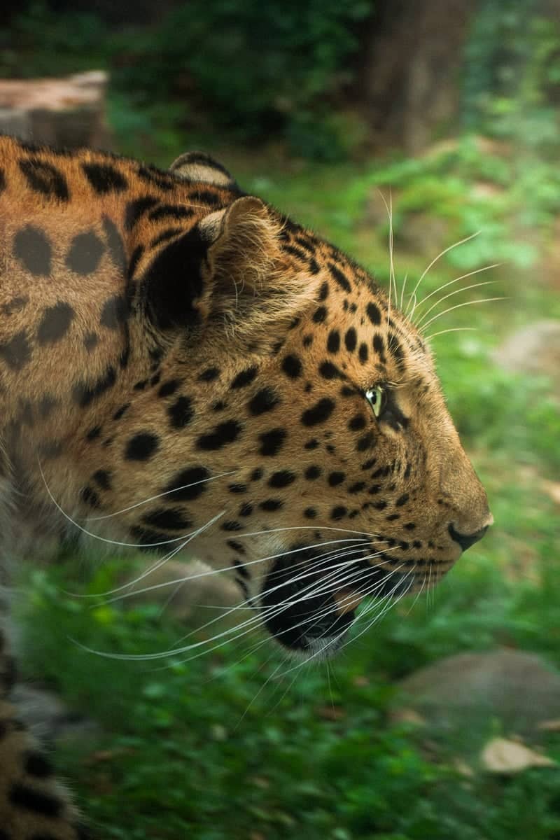 Brookfield Zoo - Image 1