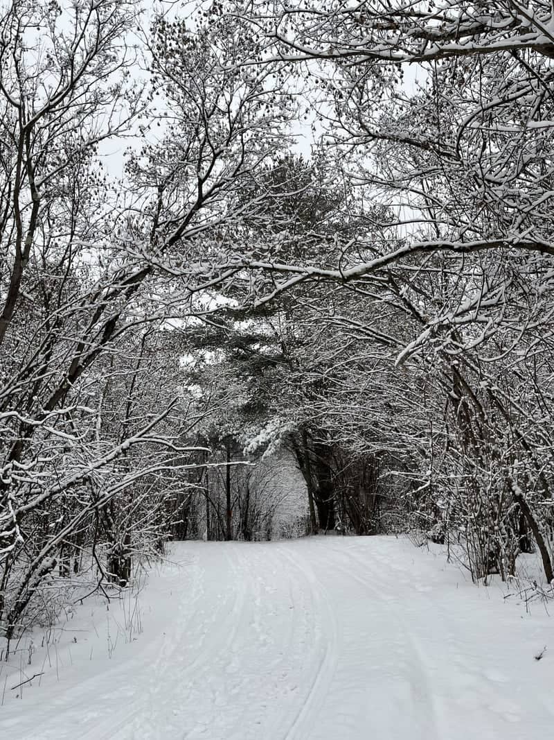 Middlebury Winter Woodland Path - Image 1