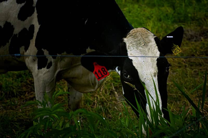 Middlebury Dairy Farm Pastures - Image 1