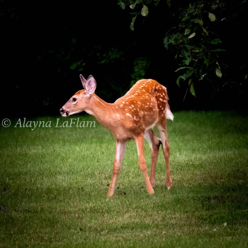 Middlebury Wildlife Spot - Image 3