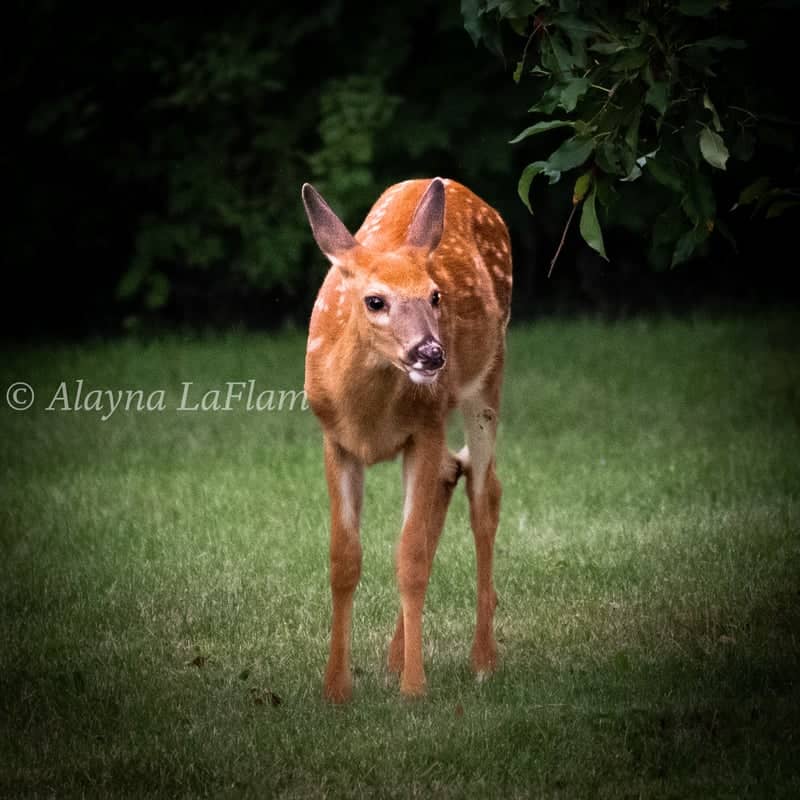 Middlebury Wildlife Spot - Image 2
