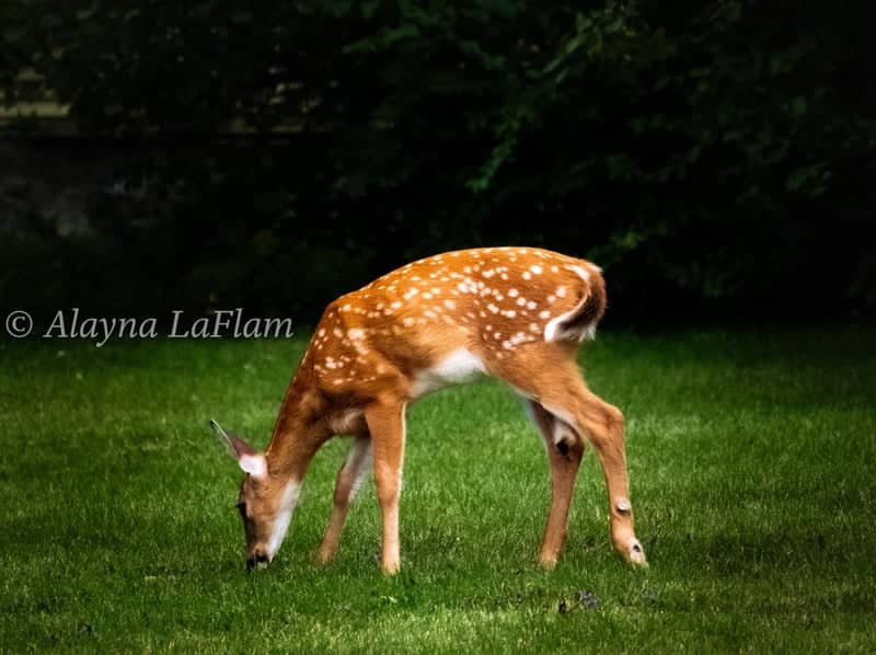 Middlebury Wildlife Spot - Image 1