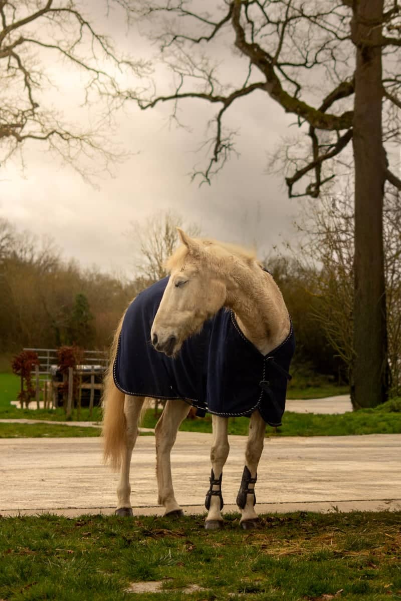 Haras National du Pin - Image 1