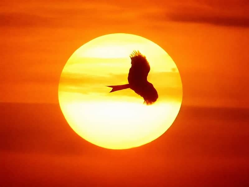Lahore Sunset Bird Silhouette - Image 1