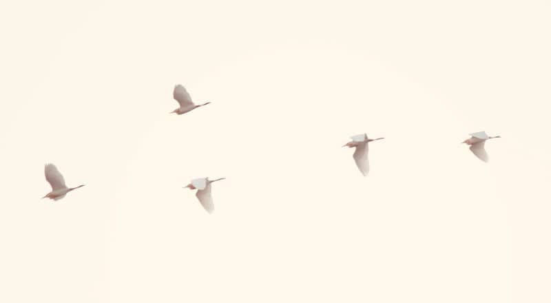 Eldeco Histreet Bird Flight - Image 1