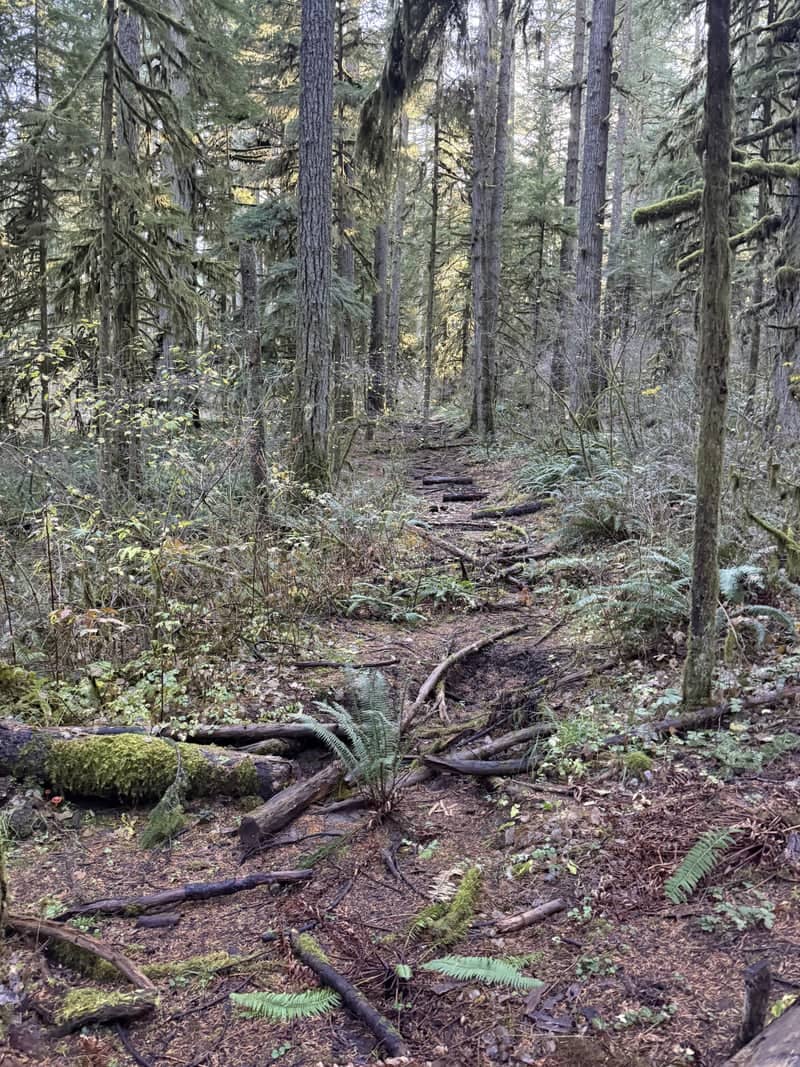 Silver Falls State Park Forest Trail - Image 1