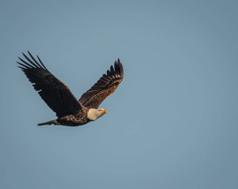 Lake Windermere Wildlife Overlook - Image 1