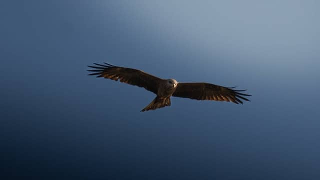 Zerbst Countryside Birdwatching - Image 1