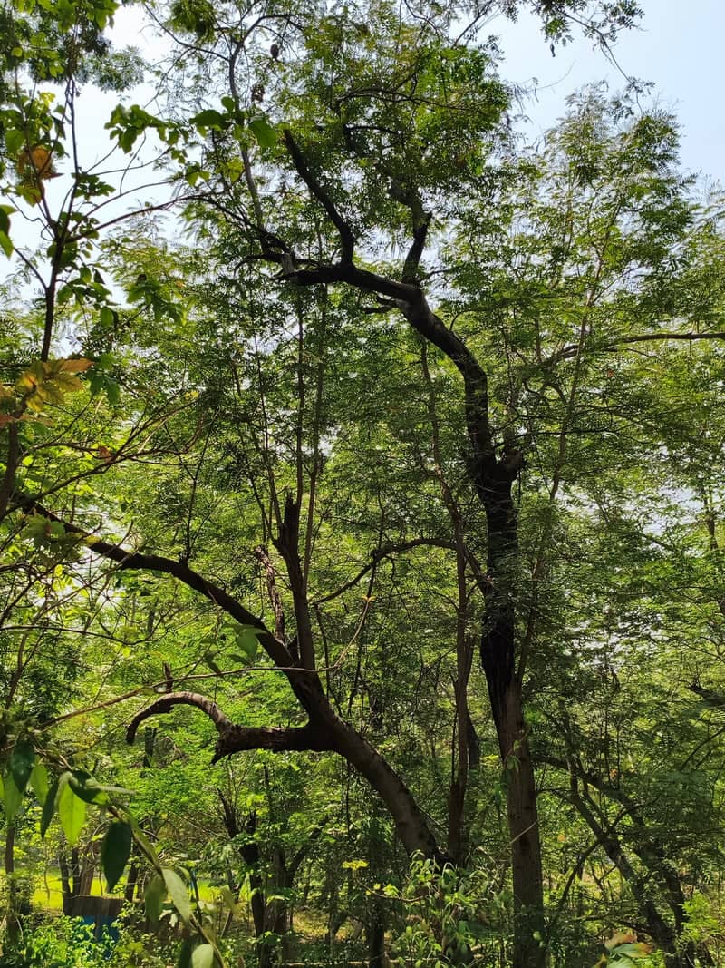 Woodlands near Rihand Reservoir - Image 1