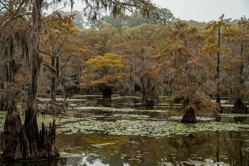 Caddo Lake State Park - Image 1