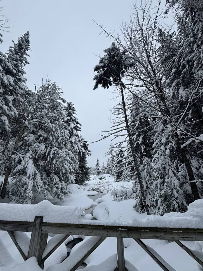 Adirondack Winter Forest Trail - Image 1