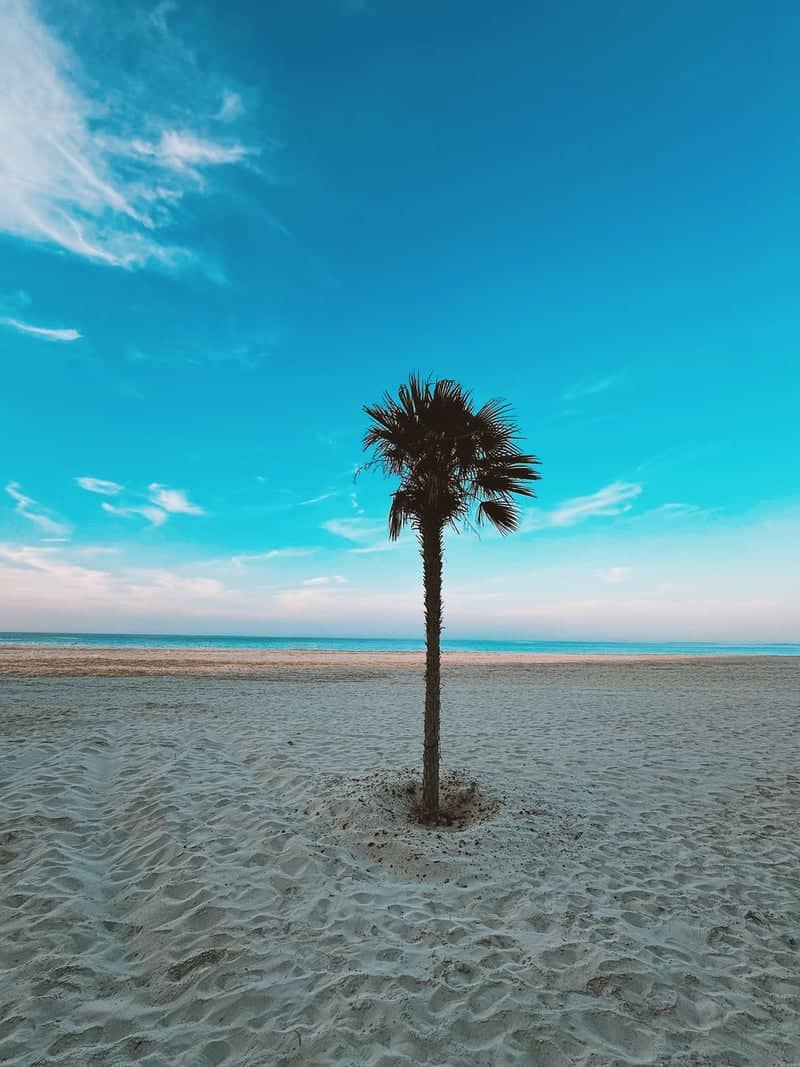 Lone Palm at Corniche Beach - Image 1
