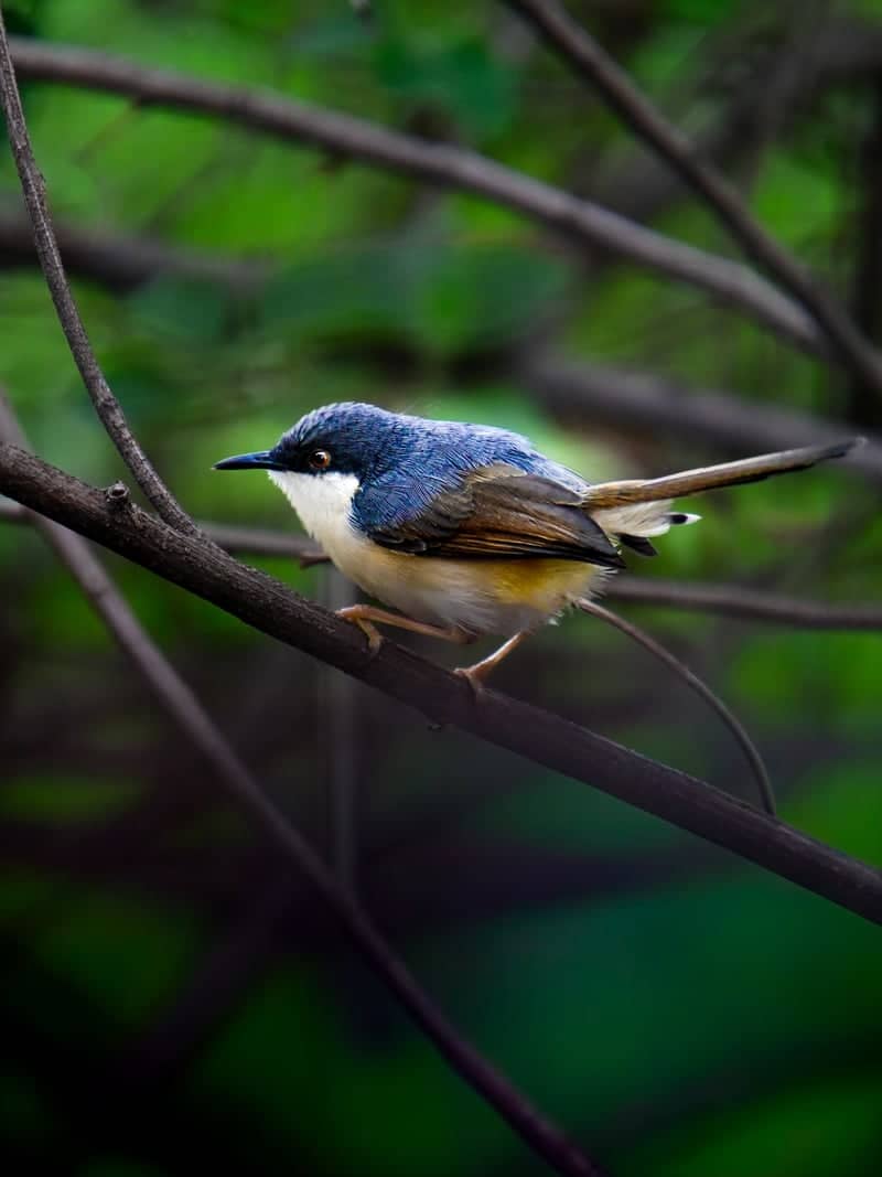 Pashan Lake Nature Trail - Image 1