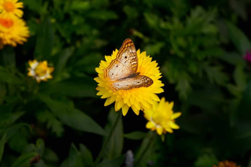 Disney Springs Gardens - Image 1
