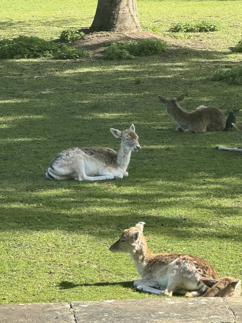 Magdalen College Deer Park - Image 1