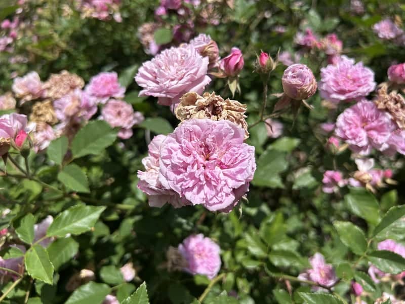 Gibbs Gardens - Image 1