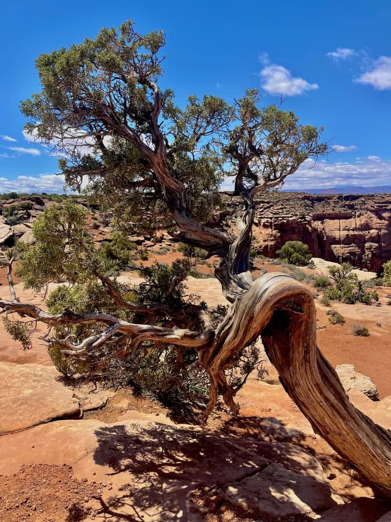 Island in the Sky, Canyonlands National Park - Image 1