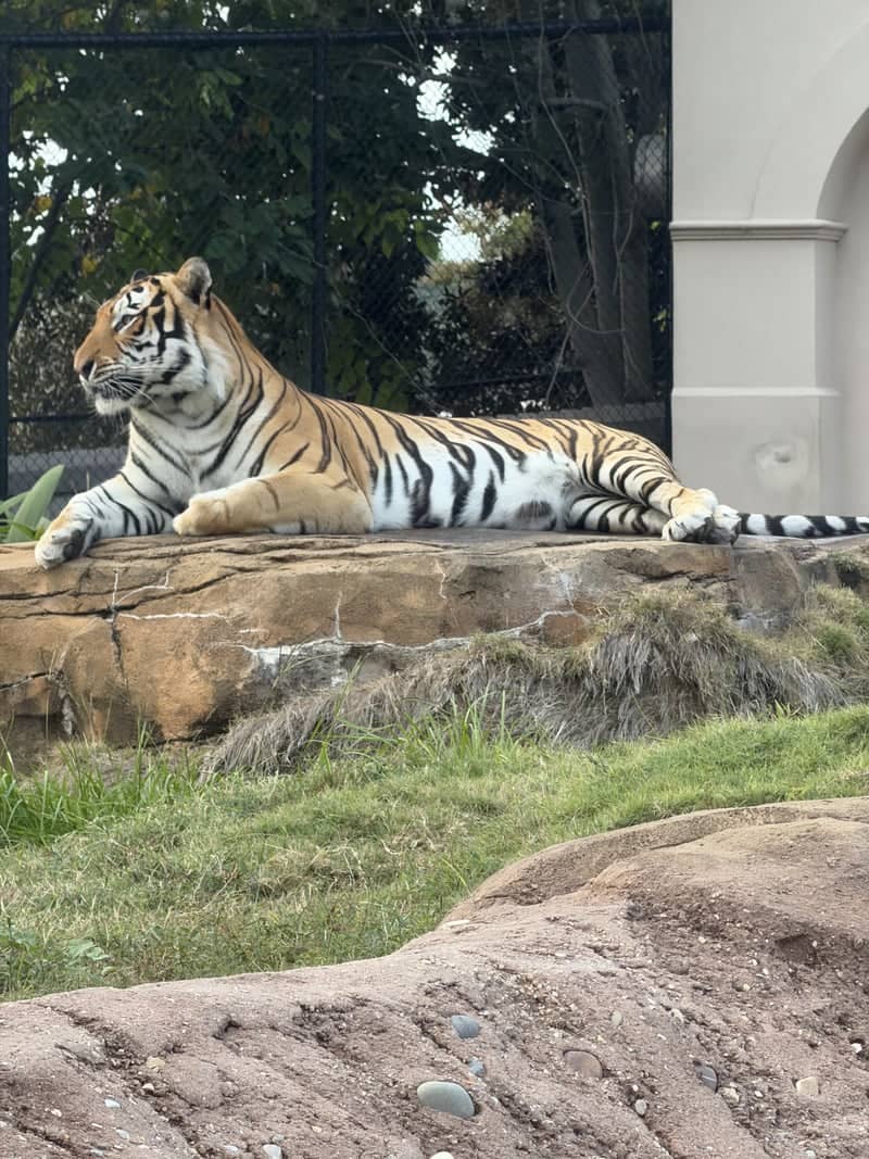 Mike the Tiger Habitat - Image 1