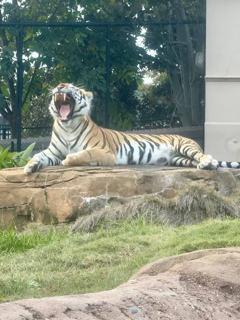 Mike the Tiger Habitat - Image 1