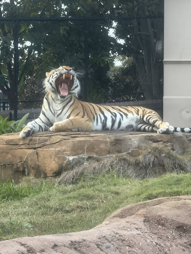 Mike the Tiger Habitat - Image 1