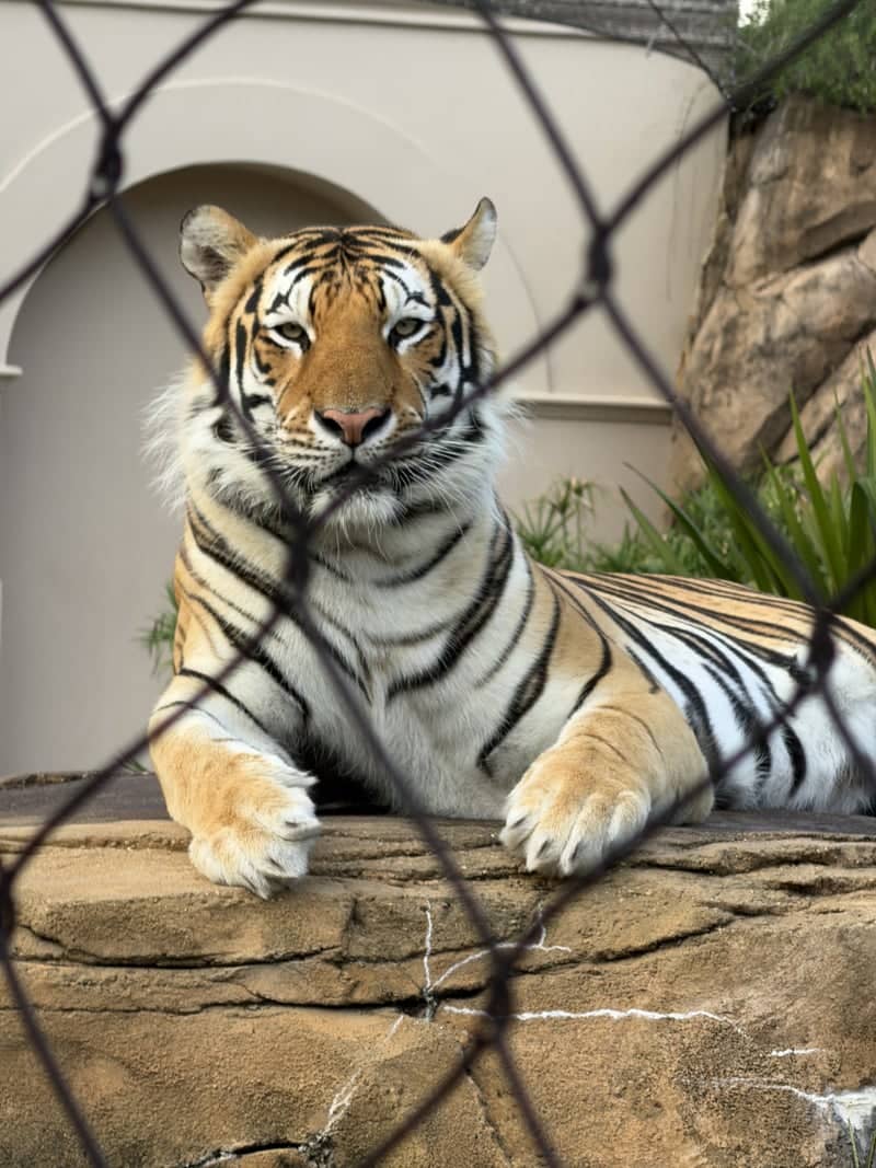 Mike the Tiger's Habitat - Image 1